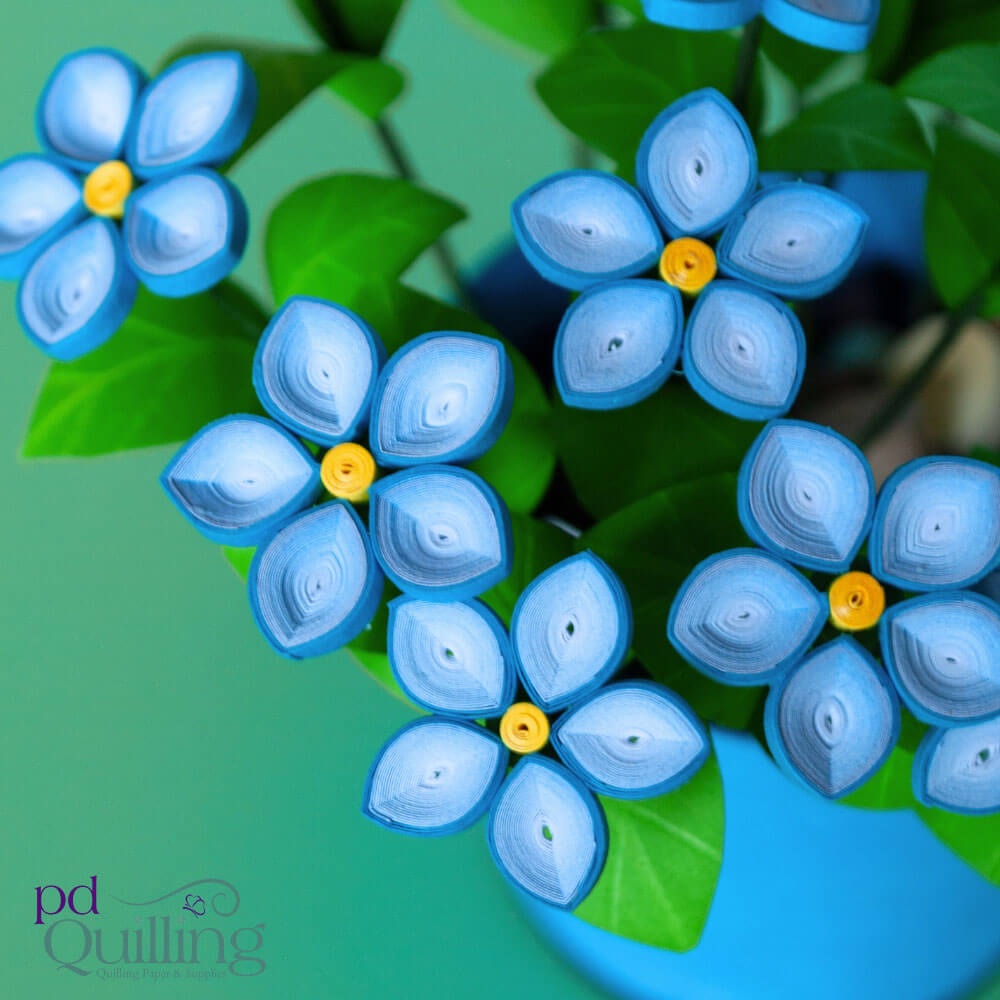 Blue Star Flowers